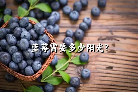 蓝莓需要多少阳光?