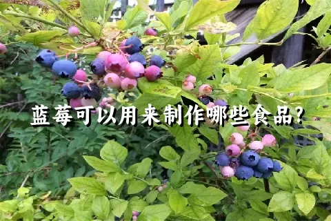 蓝莓可以用来制作哪些食品?