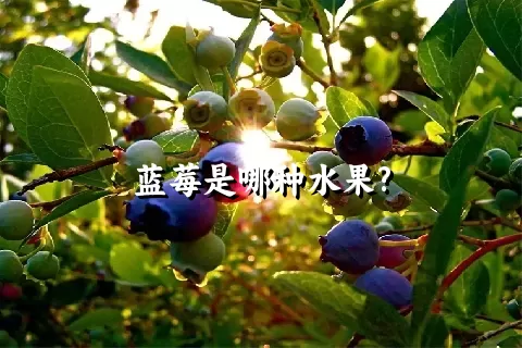 蓝莓是哪种水果?