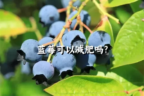 蓝莓可以减肥吗?