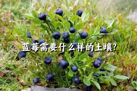 蓝莓需要什么样的土壤?