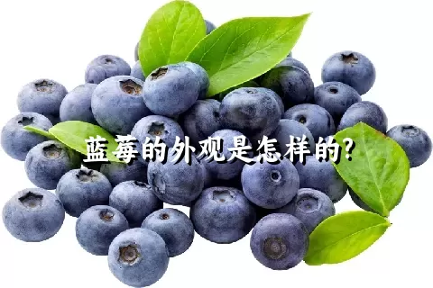 蓝莓的外观是怎样的?