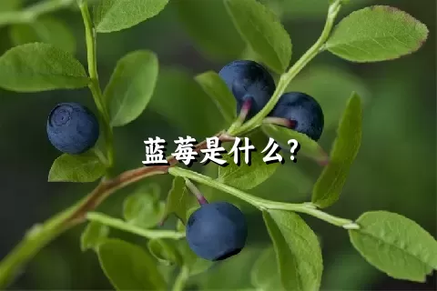 蓝莓是什么?