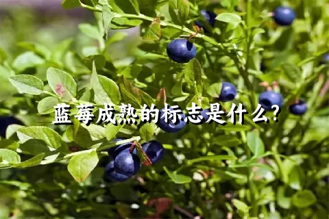 蓝莓成熟的标志是什么?