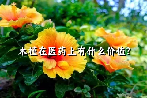 木槿在医药上有什么价值？