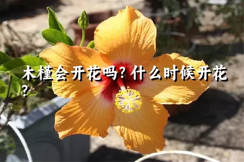 木槿会开花吗？什么时候开花？