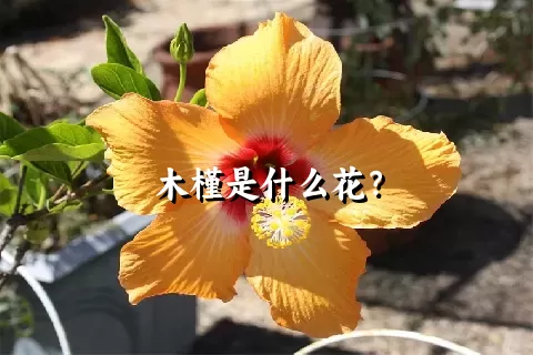 木槿是什么花？