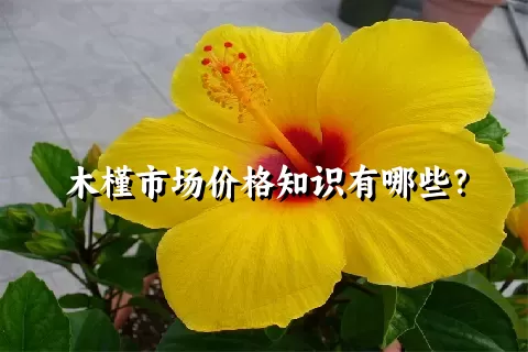 木槿市场价格知识有哪些？