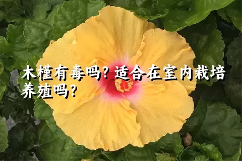 木槿有毒吗？适合在室内栽培养殖吗？