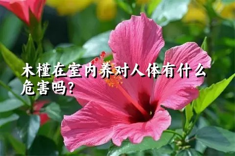 木槿在室内养对人体有什么危害吗？