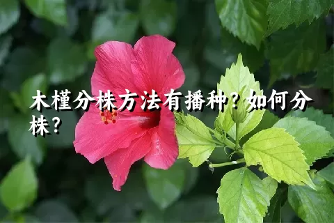 木槿分株方法有播种？如何分株？