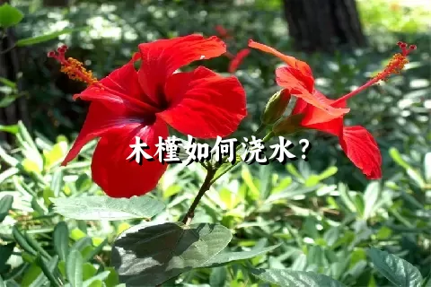 木槿如何浇水？