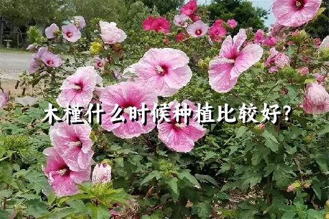 木槿什么时候种植比较好？