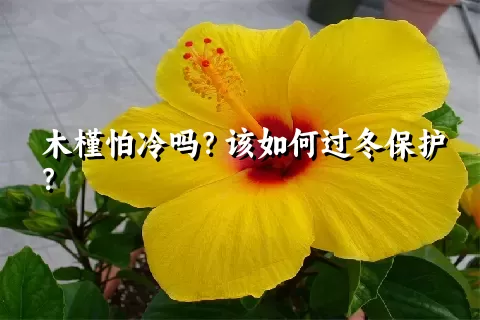 木槿怕冷吗？该如何过冬保护？