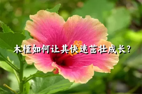 木槿如何让其快速茁壮成长？