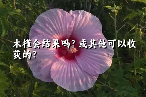 木槿会结果吗？或其他可以收获的？