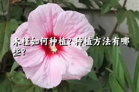 木槿如何种植？种植方法有哪些？