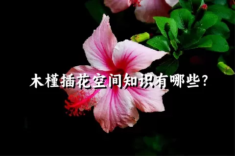 木槿插花空间知识有哪些？