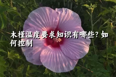 木槿温度要求知识有哪些？如何控制