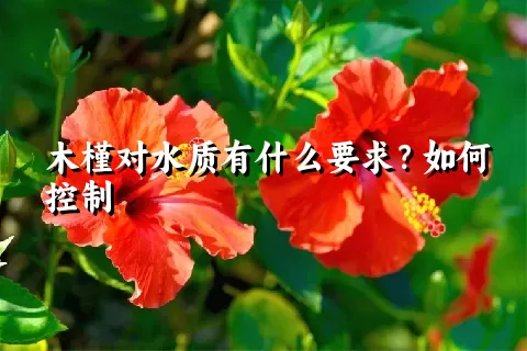 木槿对水质有什么要求？如何控制