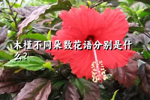 木槿不同朵数花语分别是什么？