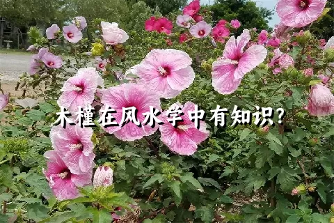 木槿在风水学中有知识？