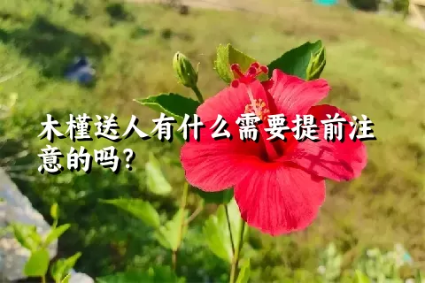 木槿送人有什么需要提前注意的吗？