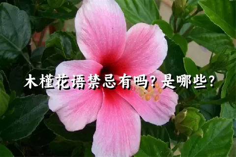 木槿花语禁忌有吗？是哪些？