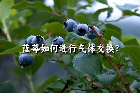 蓝莓如何进行气体交换？