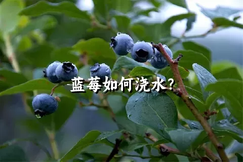 蓝莓如何浇水？