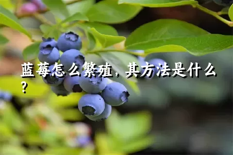 蓝莓怎么繁殖，其方法是什么？