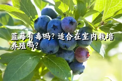 蓝莓有毒吗？适合在室内栽培养殖吗？