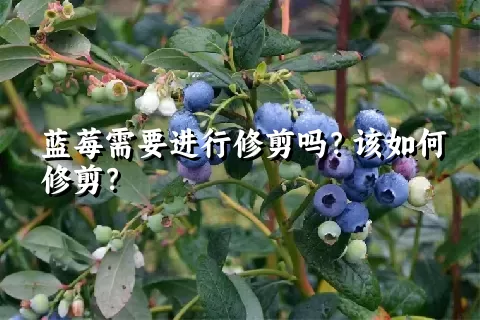 蓝莓需要进行修剪吗？该如何修剪？