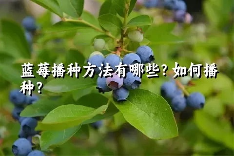 蓝莓播种方法有哪些？如何播种？