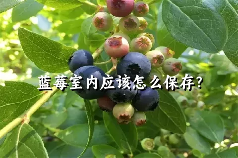 蓝莓室内应该怎么保存？