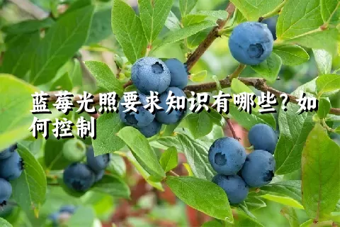 蓝莓光照要求知识有哪些？如何控制