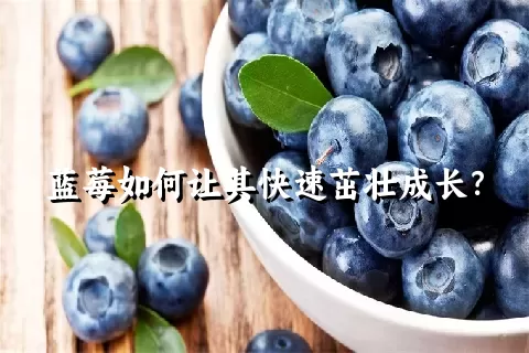 蓝莓如何让其快速茁壮成长？