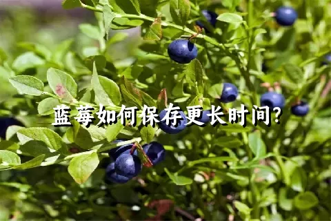 蓝莓如何保存更长时间？