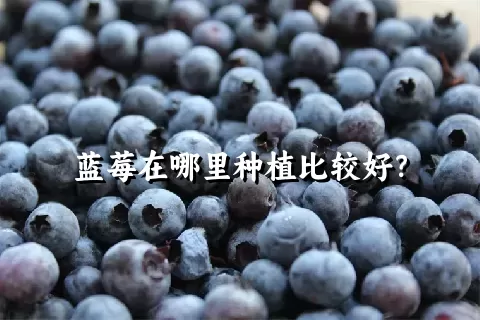 蓝莓在哪里种植比较好？