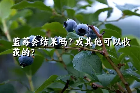 蓝莓会结果吗？或其他可以收获的？