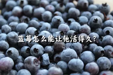 蓝莓怎么能让他活得久？