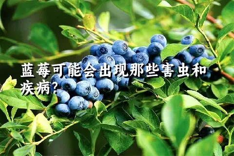 蓝莓可能会出现那些害虫和疾病？