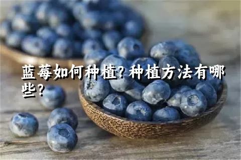 蓝莓如何种植？种植方法有哪些？