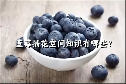 蓝莓插花空间知识有哪些？