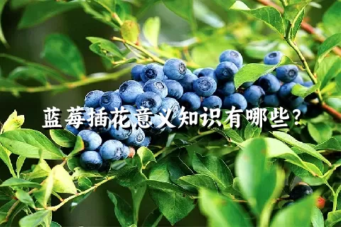 蓝莓插花意义知识有哪些？