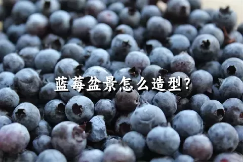 蓝莓盆景怎么造型？