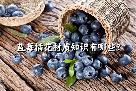 蓝莓插花材质知识有哪些？