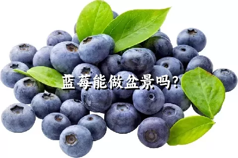 蓝莓能做盆景吗？