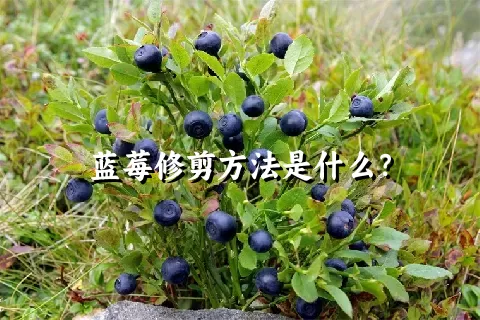 蓝莓修剪方法是什么？