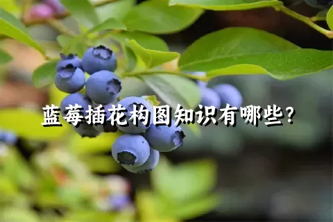 蓝莓插花构图知识有哪些？